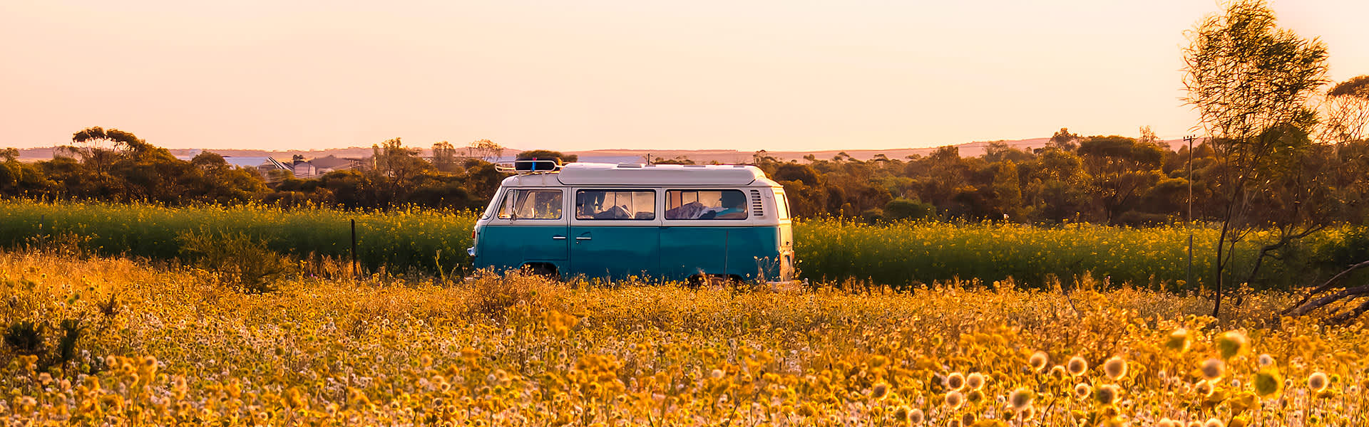 A blue VW Kombi van on a road with a field of wildflowers in the foreground