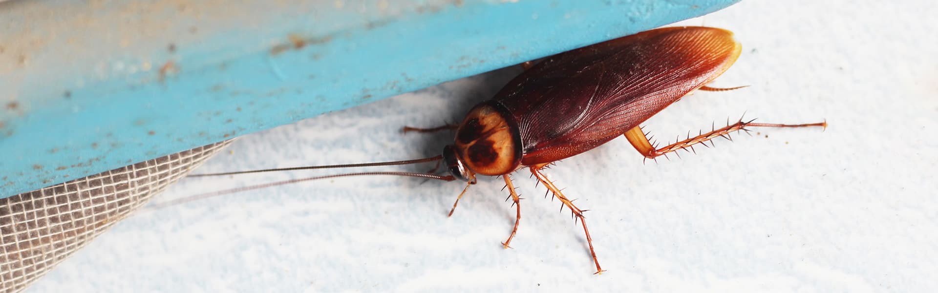 Image of a cockroach