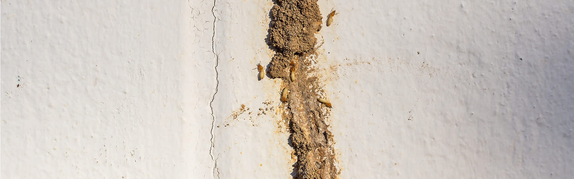 Image of a mud tube