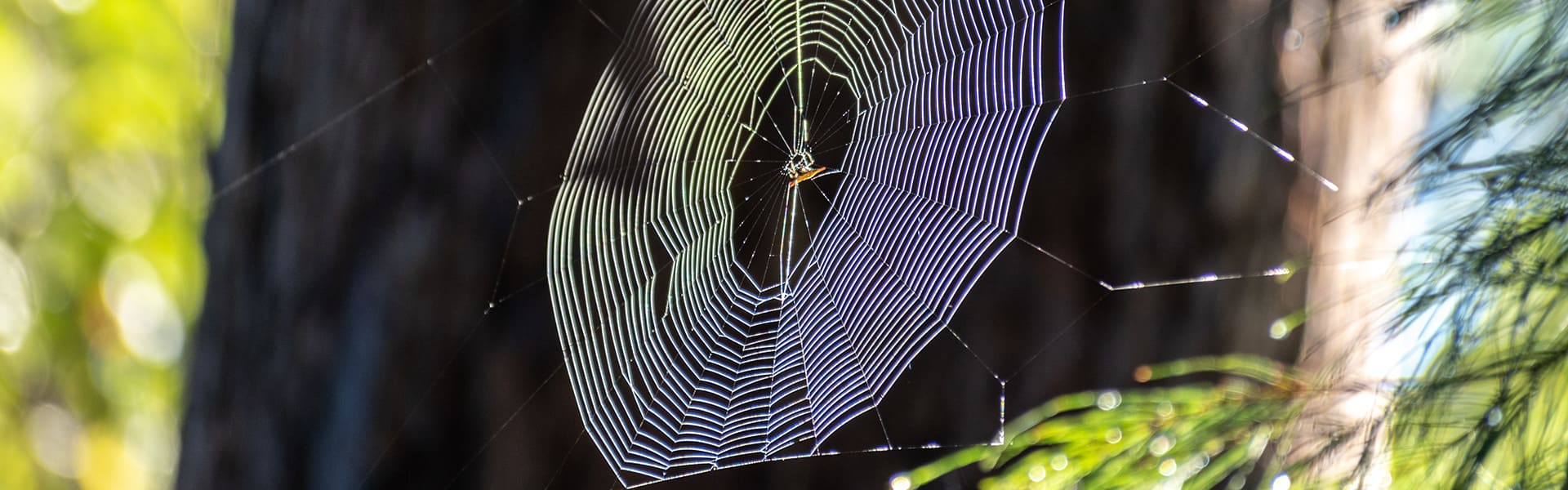 spiders-web-b