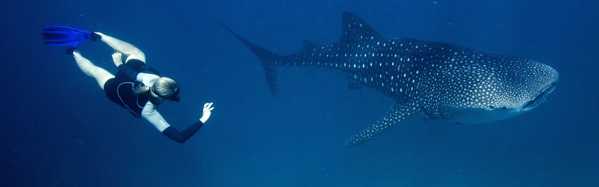 Swimming with a whale shark
