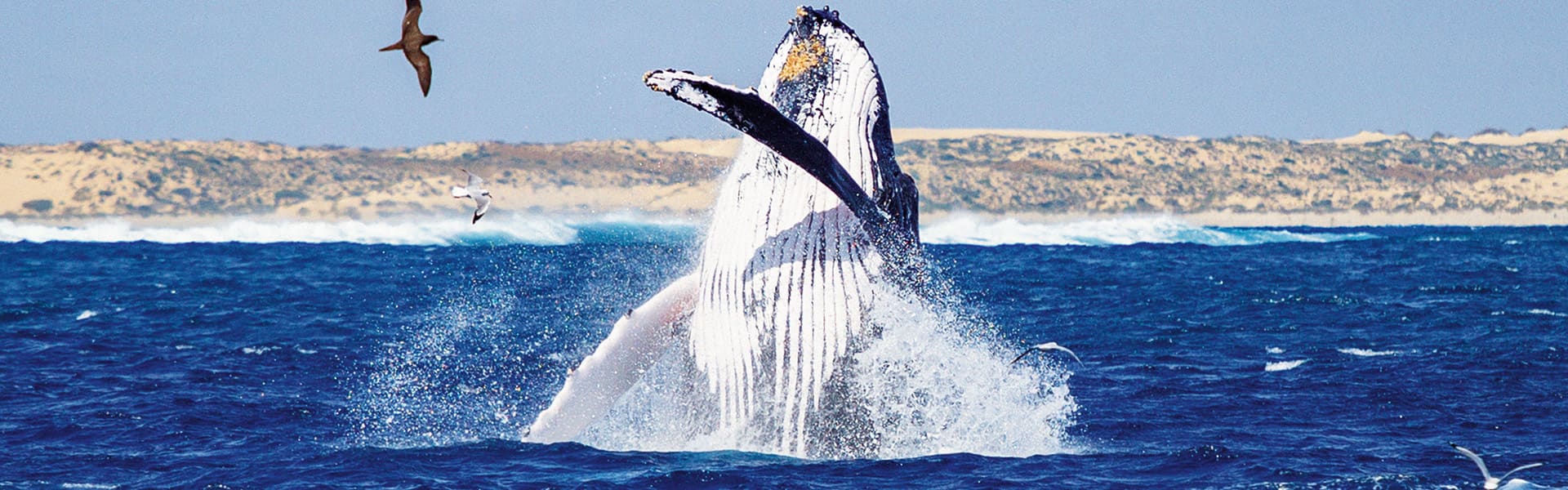 Humpback whale on the Coral Coast