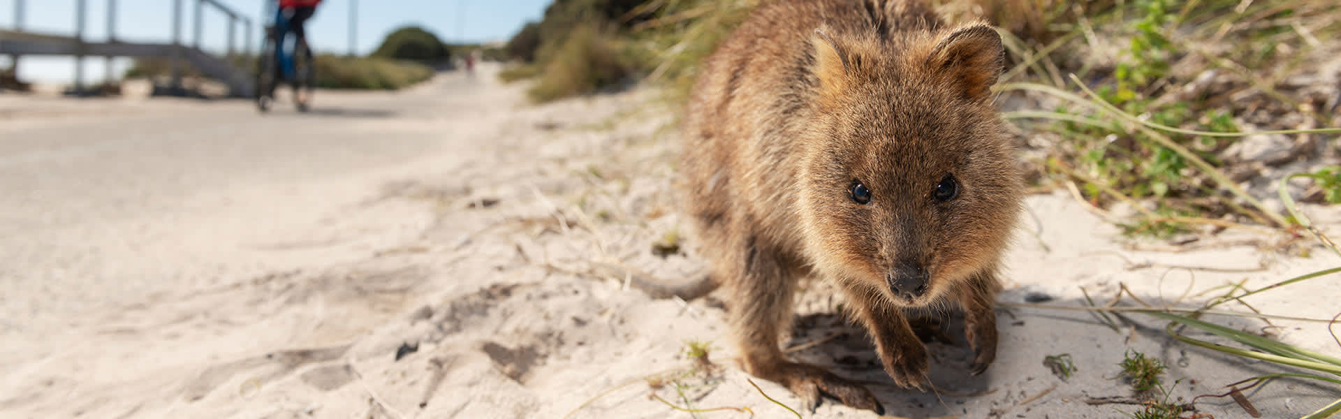 A quokka on Rottnest Island looking at the camera as a cyclist goes past