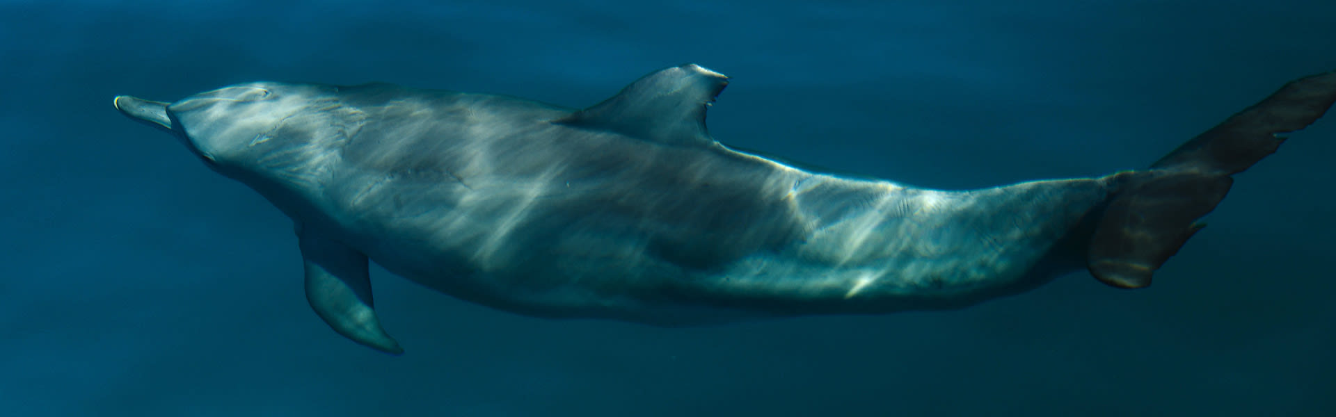 Monkey Mia's dolphins