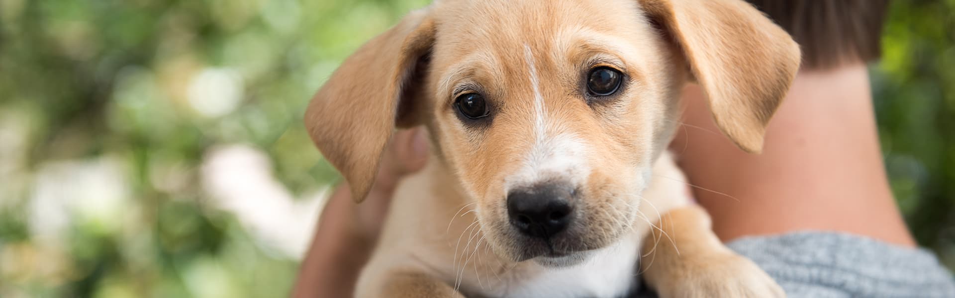 Image of dog over owner's shoulder