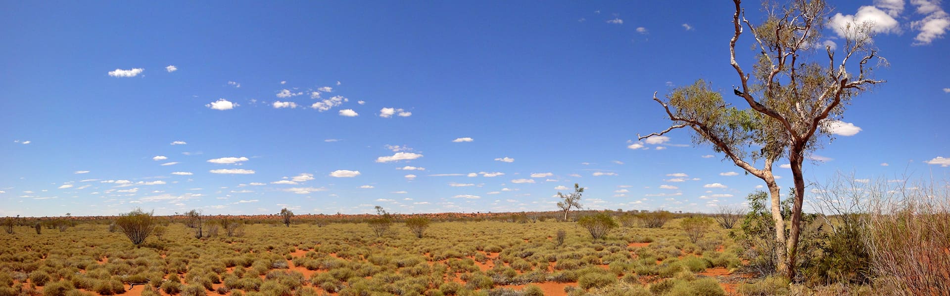 Trees against a barren landscape