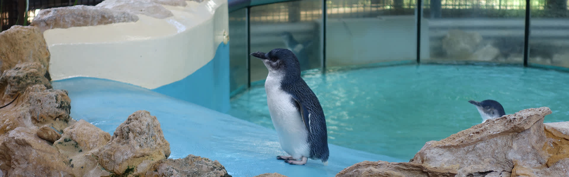 state_penguinisland_banner