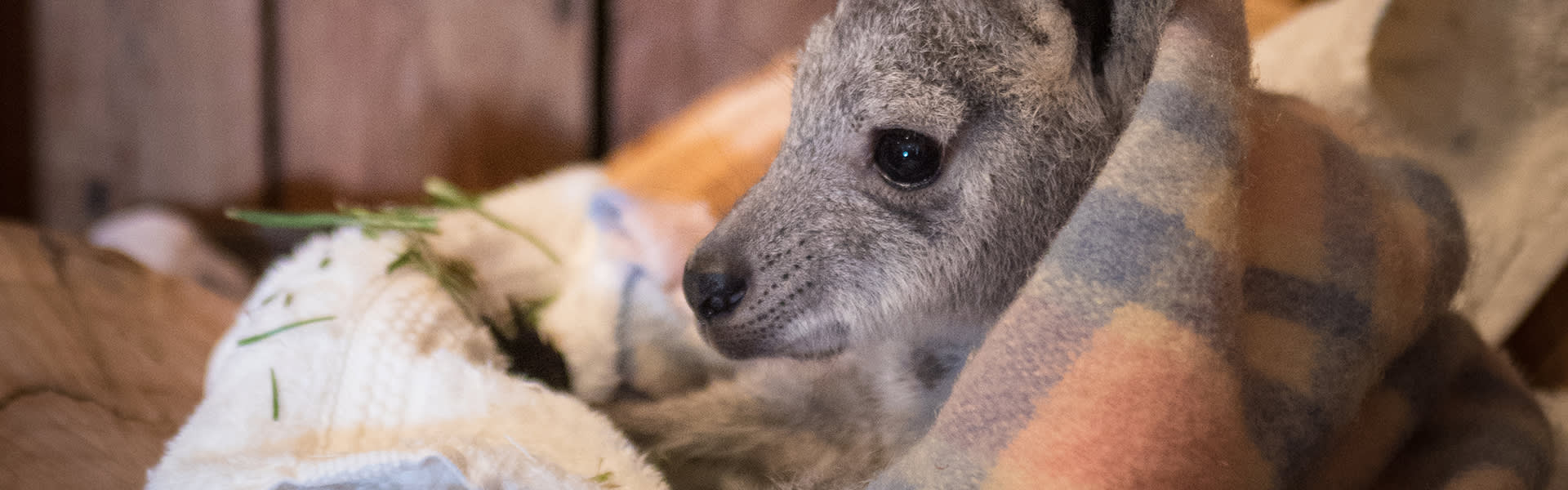 Image of joey in blanket