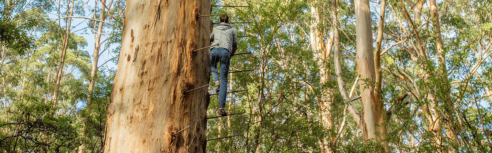 Pemberton climbing tree