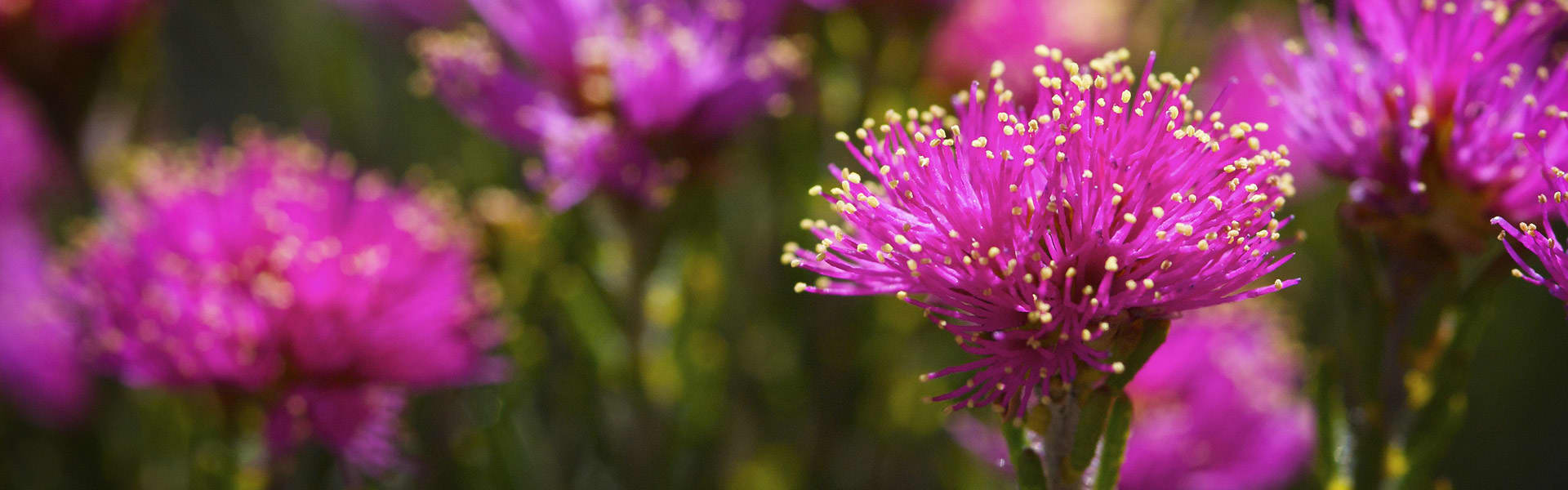Wildflowers of Western Australia