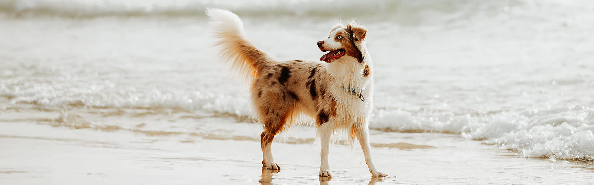 A merle-coloured Australian shepherd on a beach near the water