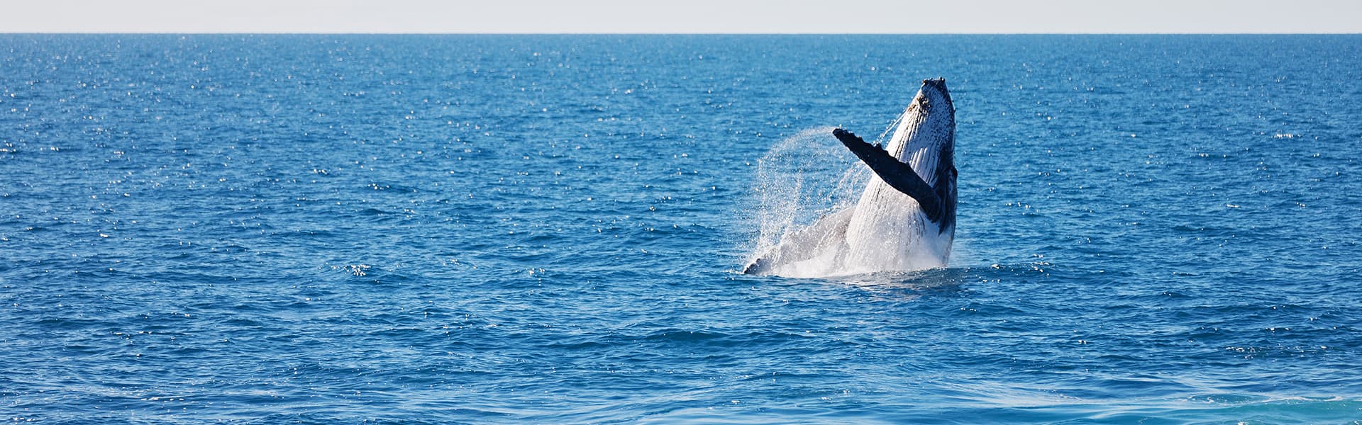 Image of whale breaching