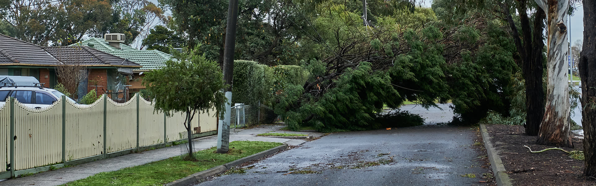 A large tree has fallen across a road near houses