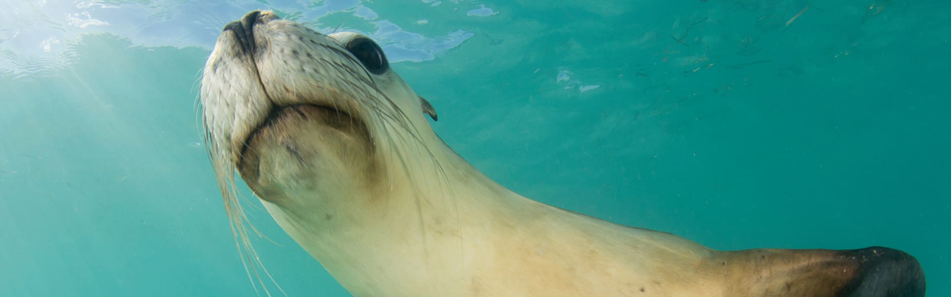 An Australian Sea Lion