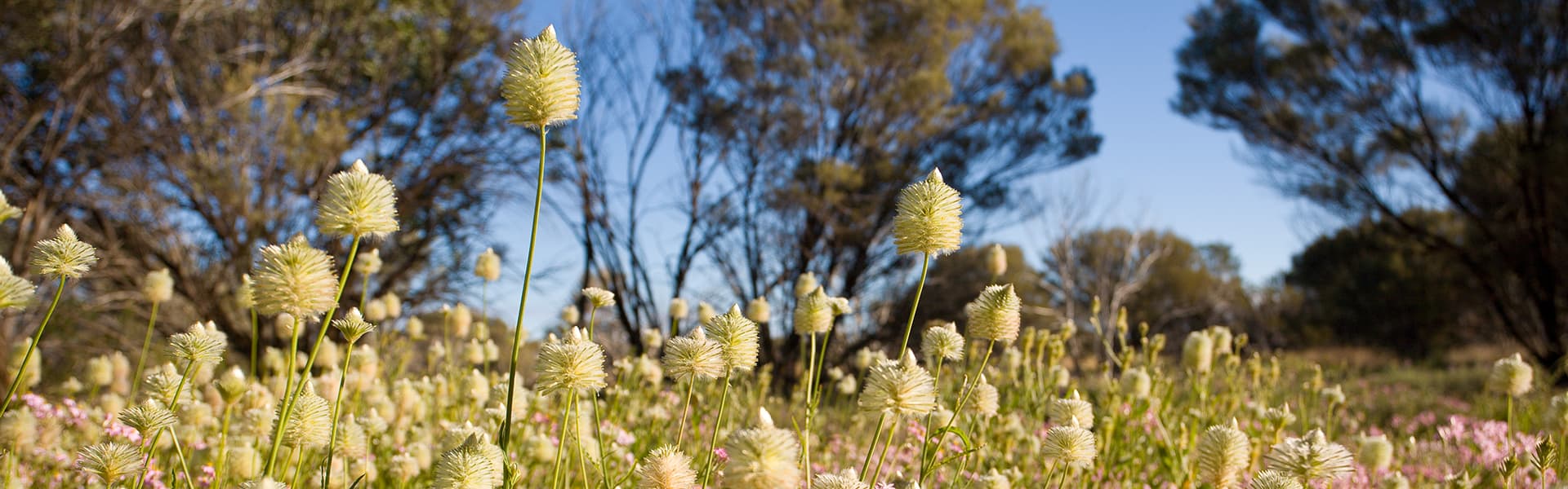 Image of a field of wildflowers