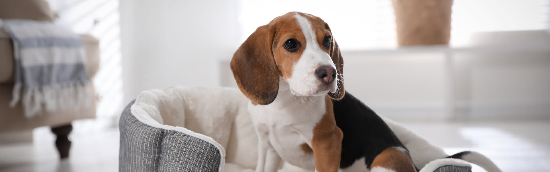 Cute puppy at home in cosy basket