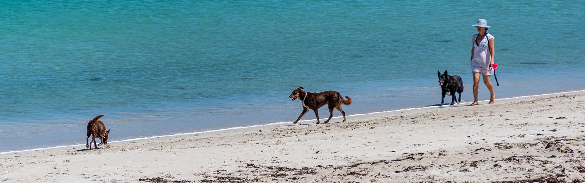 Image of dogs on beach