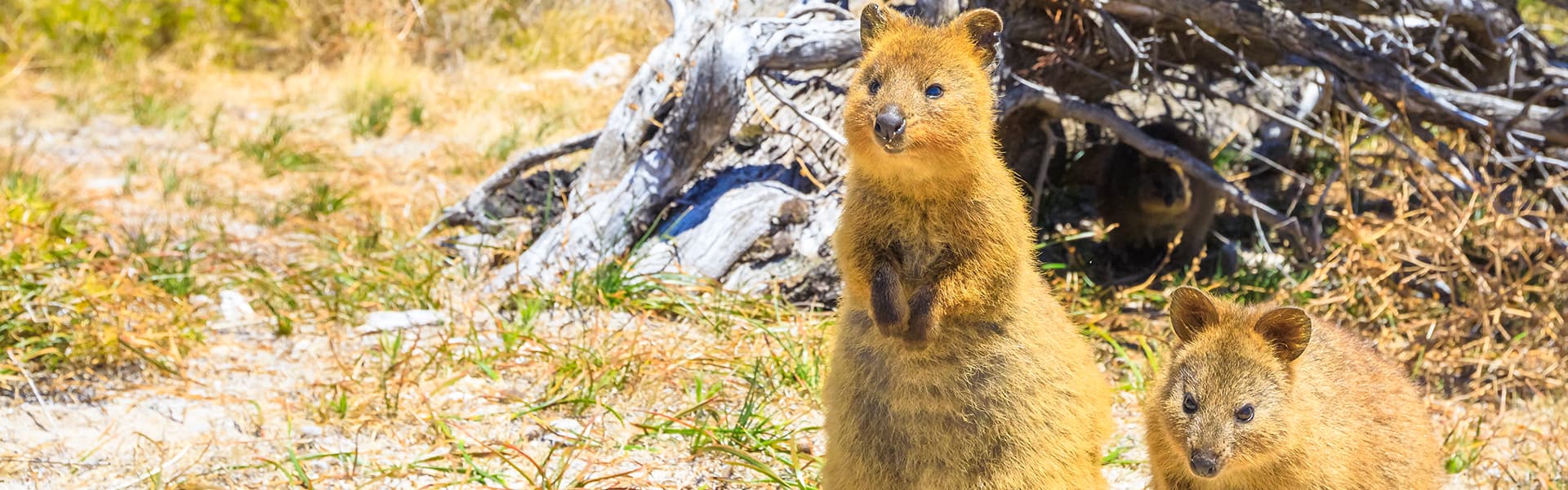 TT_quokka_tile