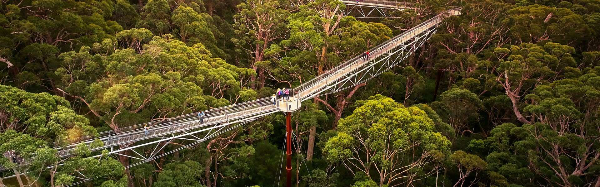 Valley of the Giants Treetop walk