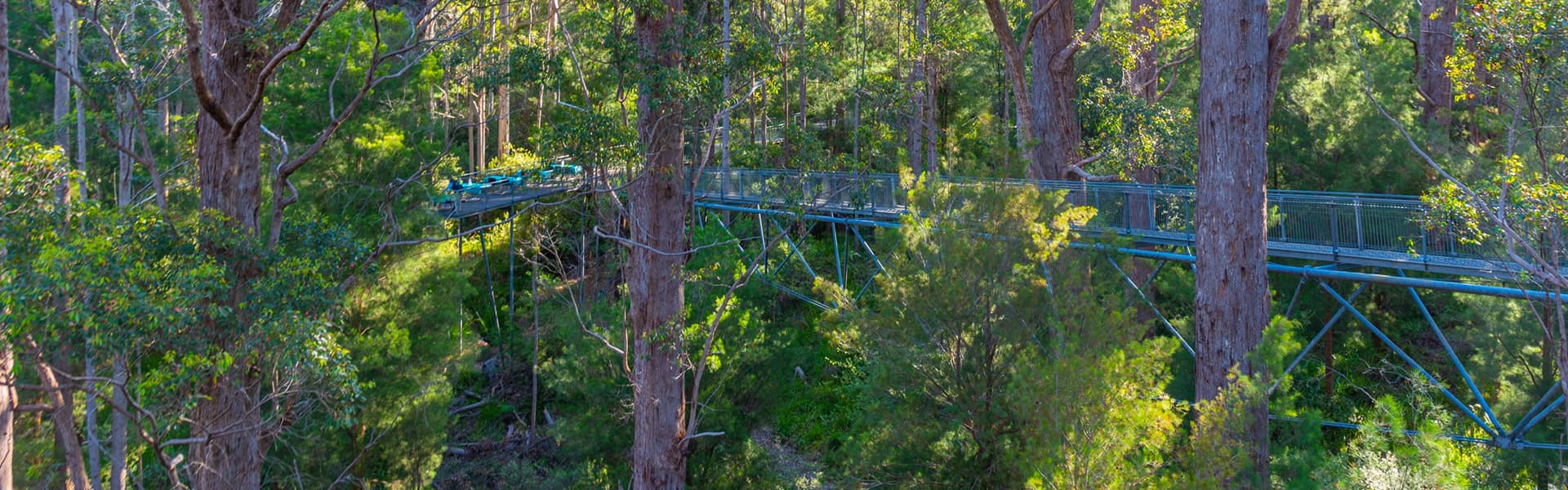 Suspended walkway in the trees