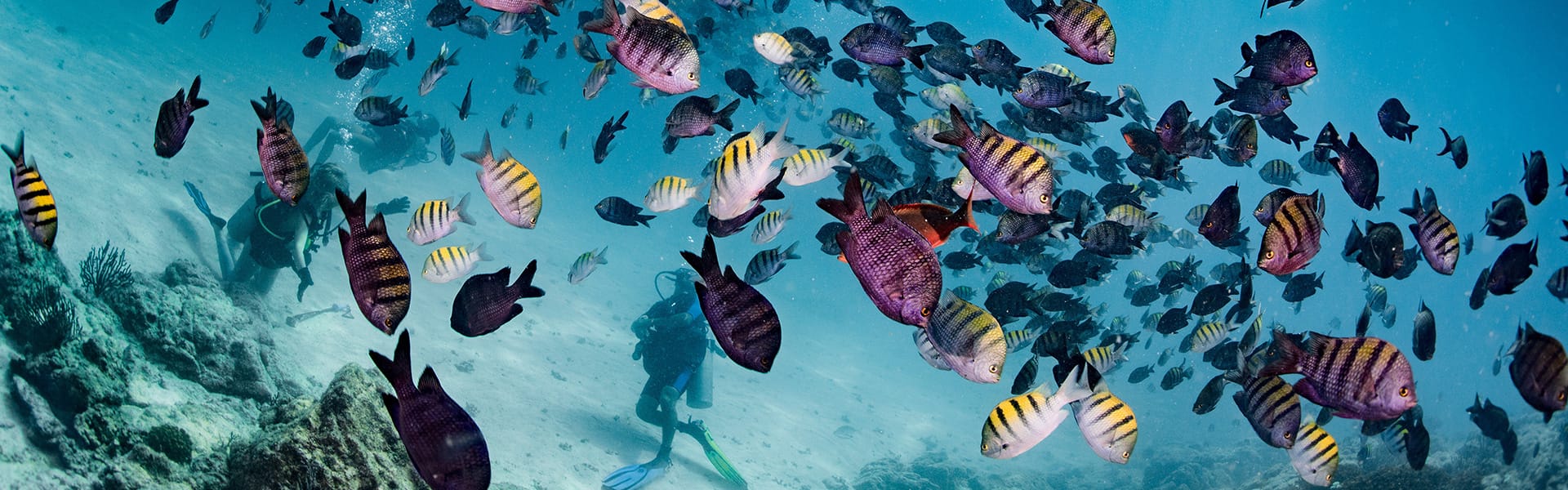Image of a school of fish