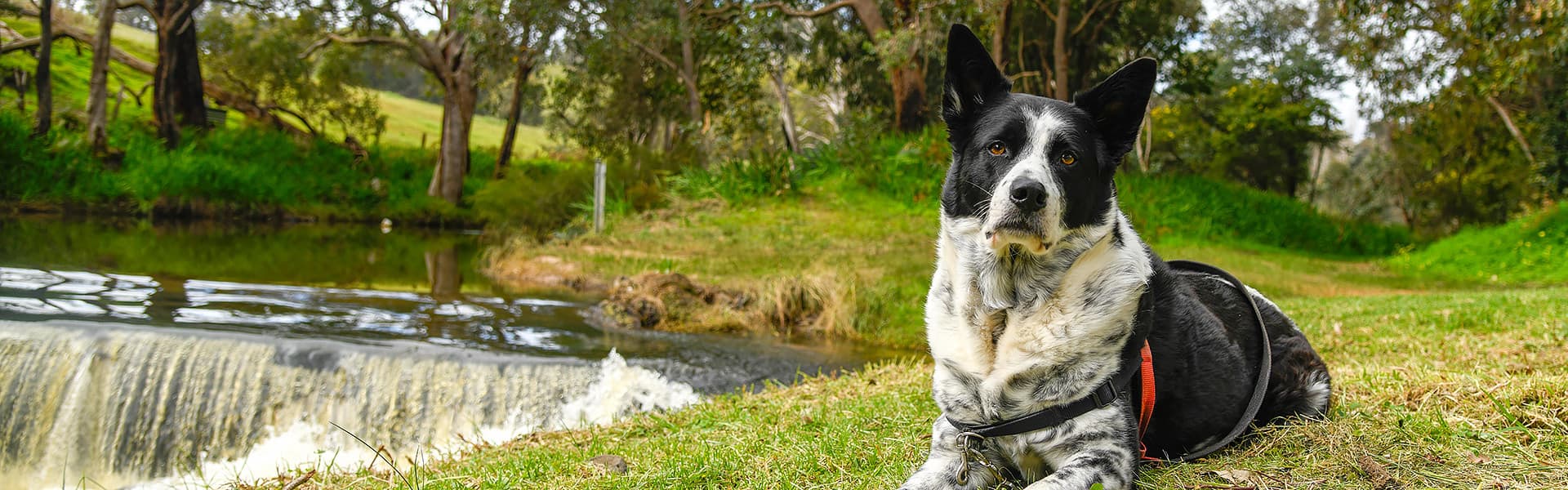 A medium-sized black and white dog sitting on grass near a river in Donnybrook Western Australia
