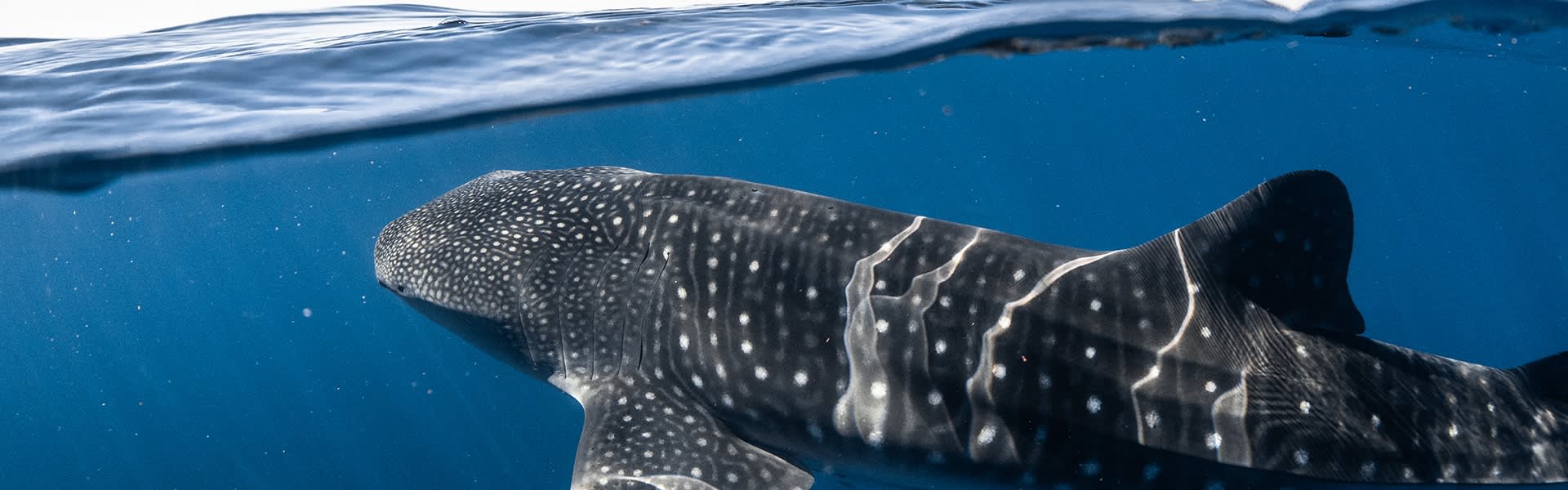 Under water shot of whale shark in the ocean