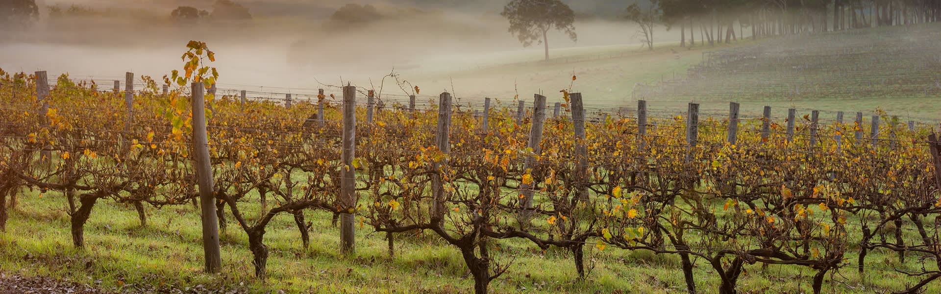 Vineyard with fog
