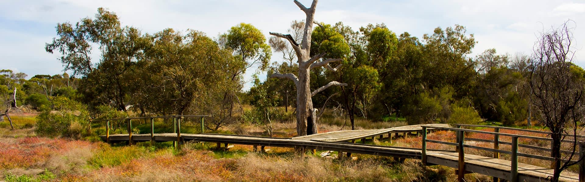 Katanning bushland with bird walk