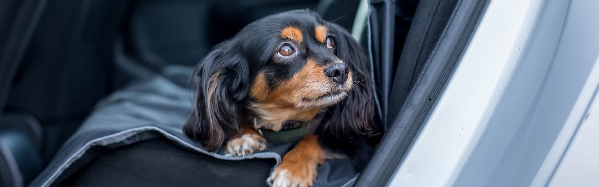TT_Traveldog_banner