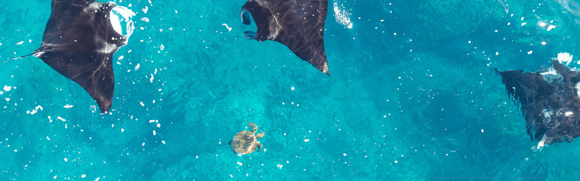 Rays and baby turtle swimming