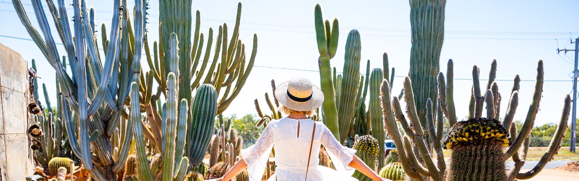 Person in white dress and sunhat standing in front of large cacti.