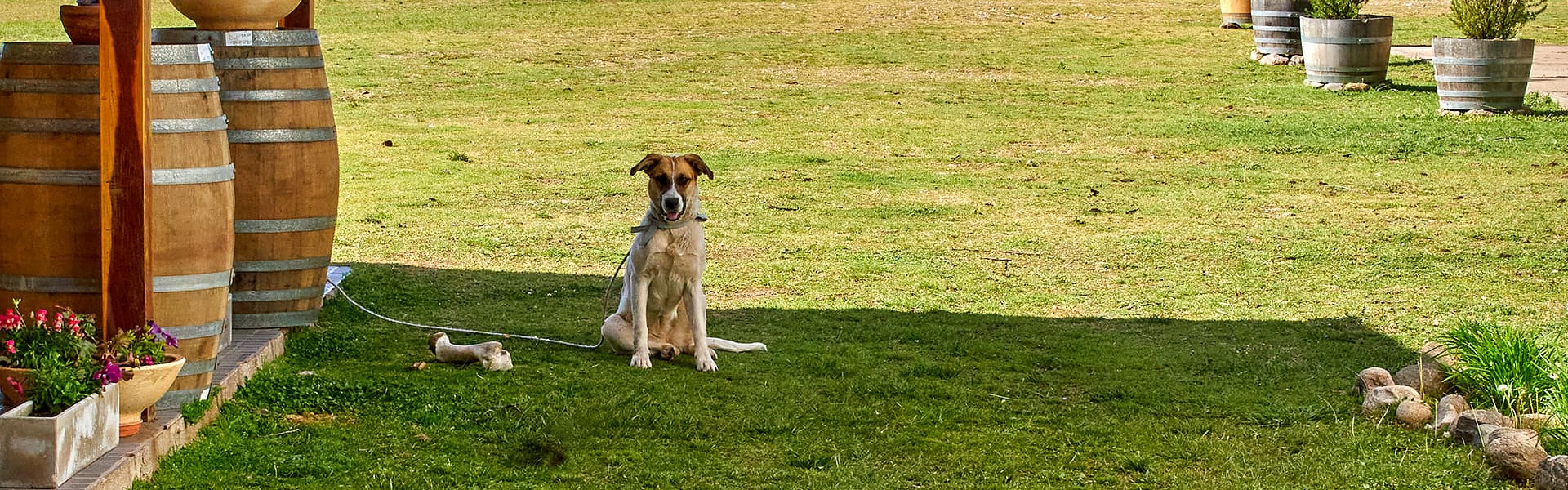 A light brown and white dog sits on a grassed area near some wine barrels