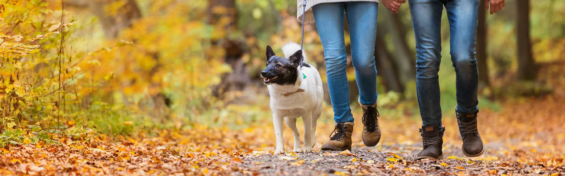 Dog on leash with owners