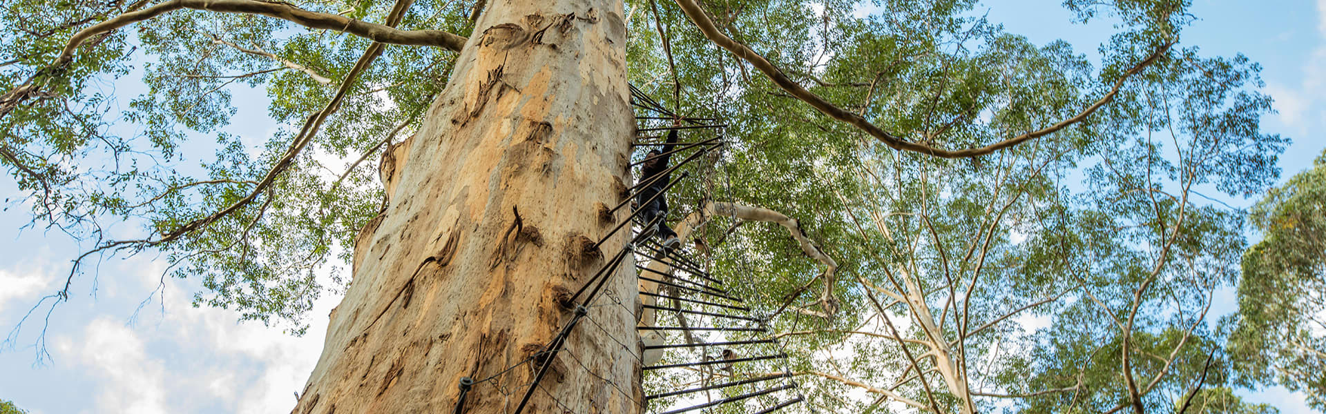 Image of a big tree