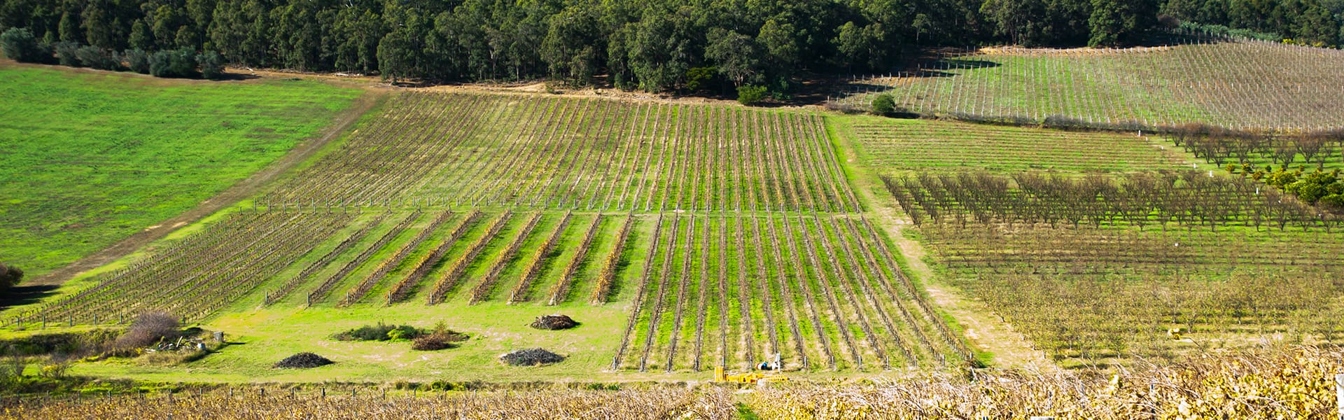 Image of a vineyard