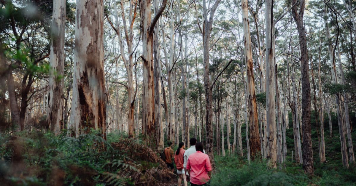 Group of people walking through forest of tall trees