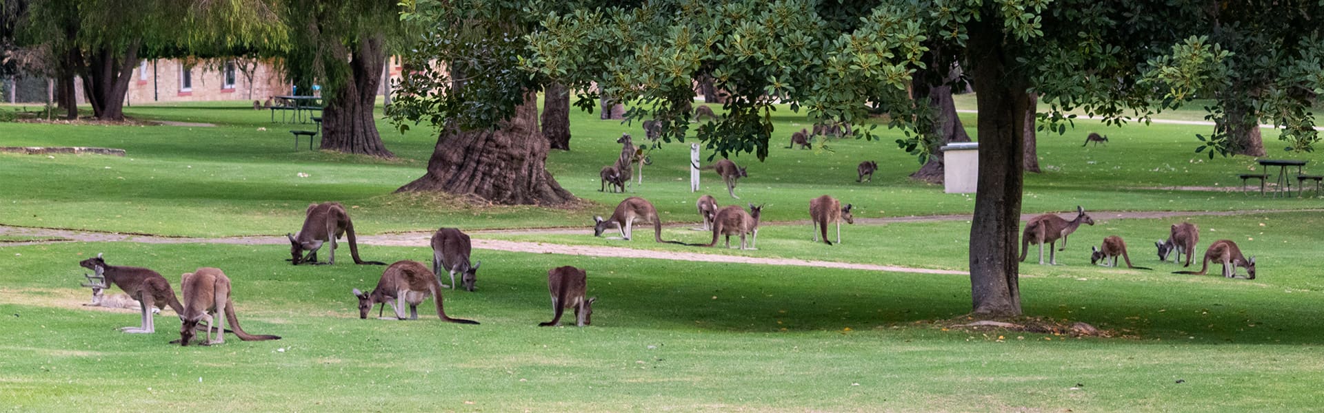 Image of kangaroos in a field