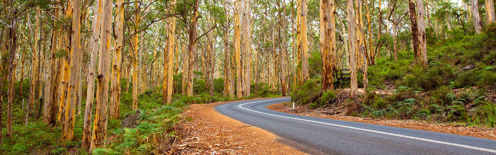 Road turning right amongst some trees in a forest.