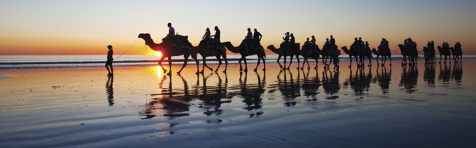 TT_broome_camel