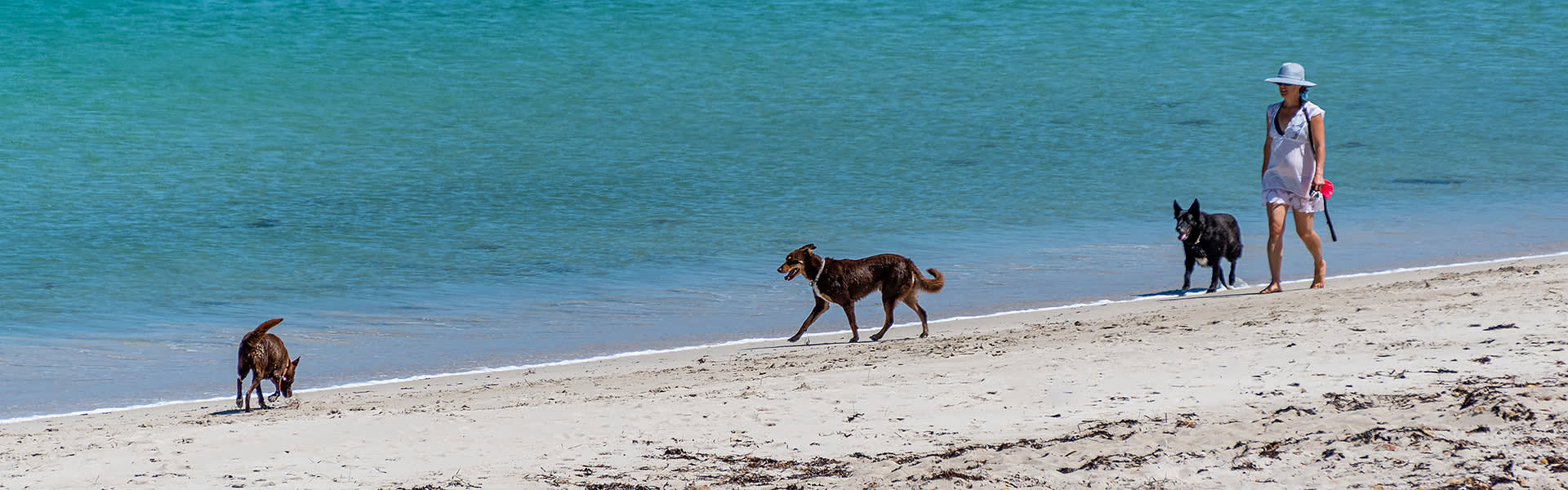 A person walking with dogs on a beach