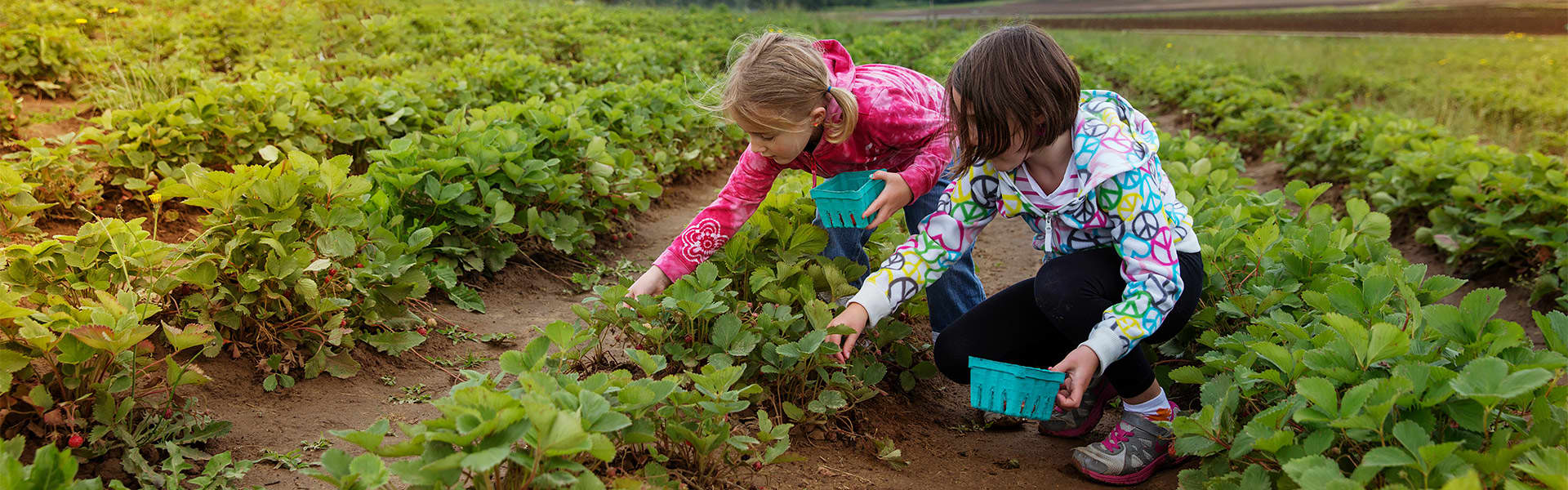 Two children crouching down to pick strawberries on a strawberry farm