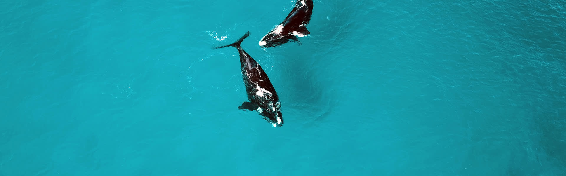 Whale watching spots in WA b2