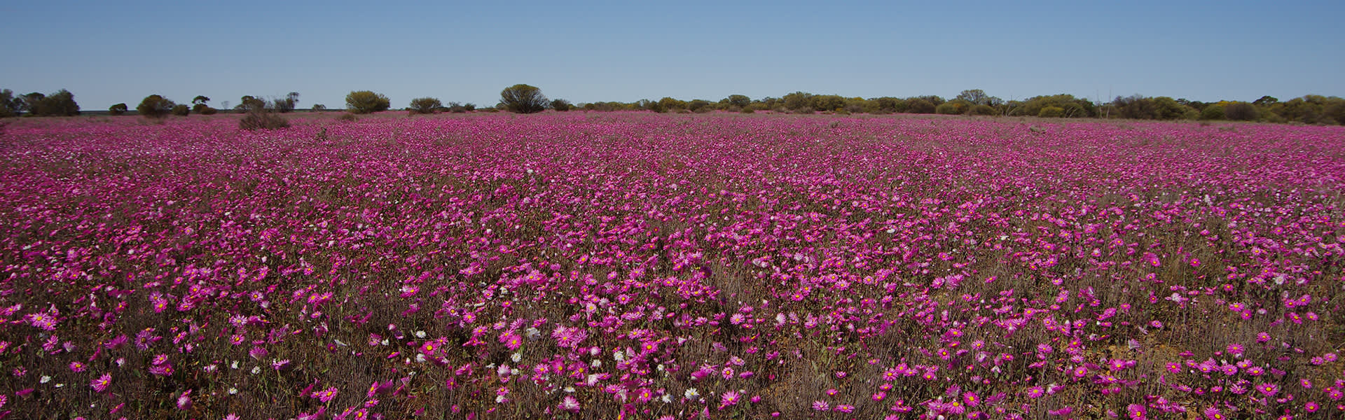Pink flowers