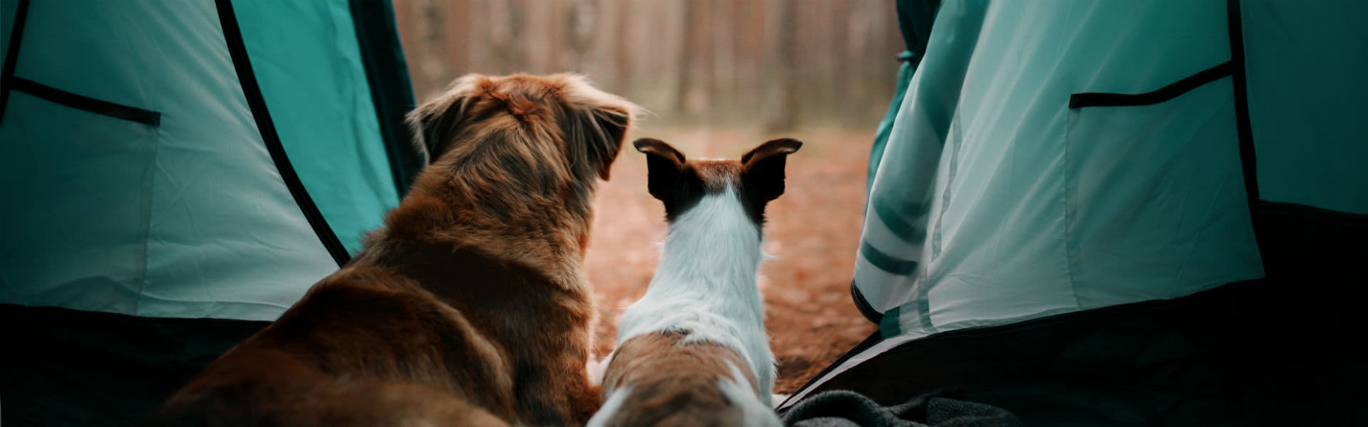 Two dogs gazing through the door of a tent