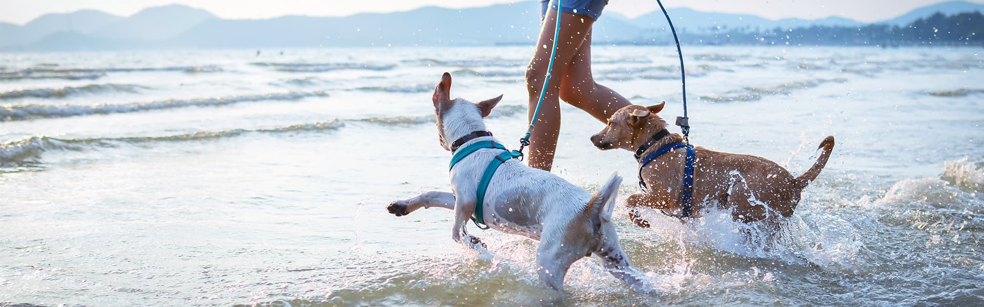 Pet_beach_b