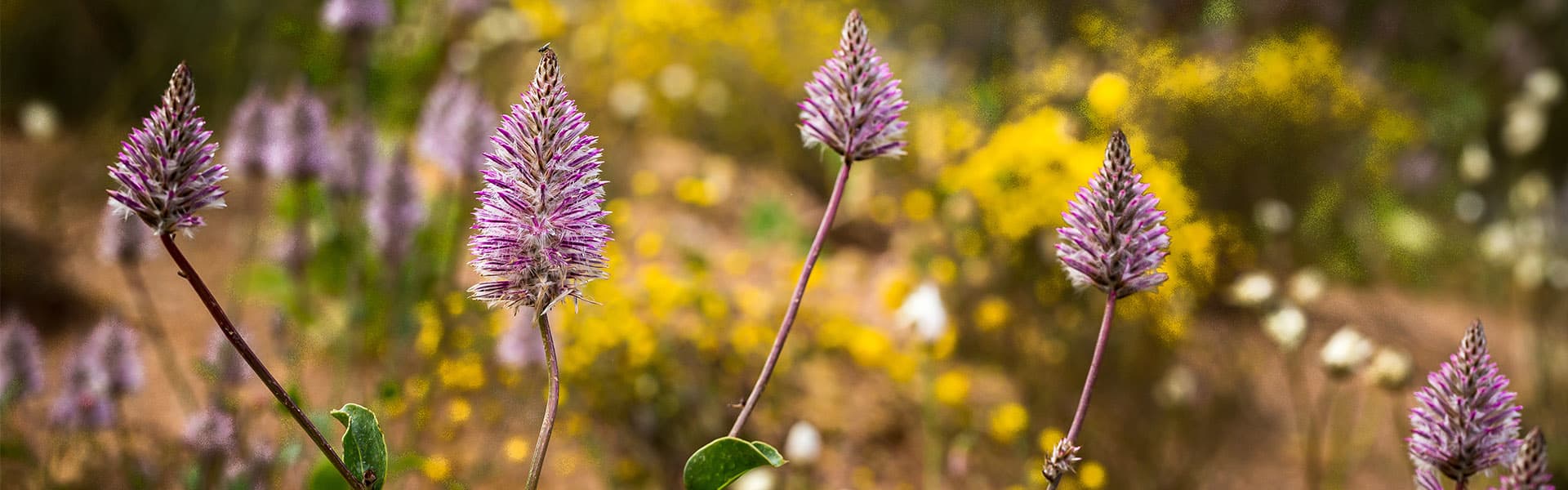 A Mulla Mulla wildflower at Kings Park