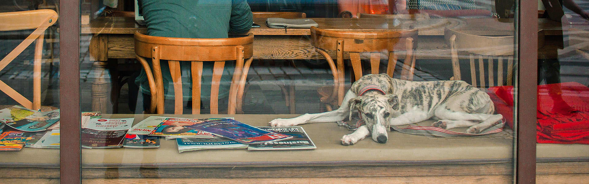 A dog lying on a bench in the window of a cafe