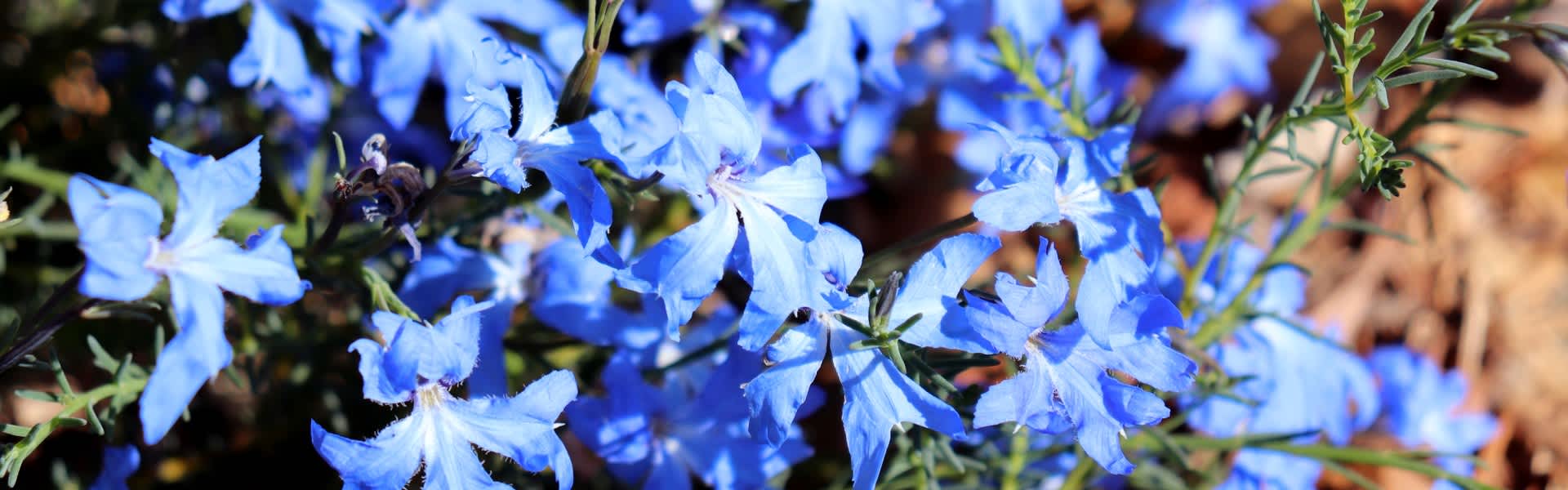 Native Australian flower, blue leschenaultia.