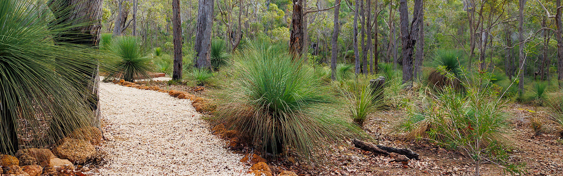 A walk trail winding between tall trees